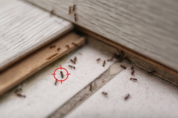  New York, NY Pest Control Pros