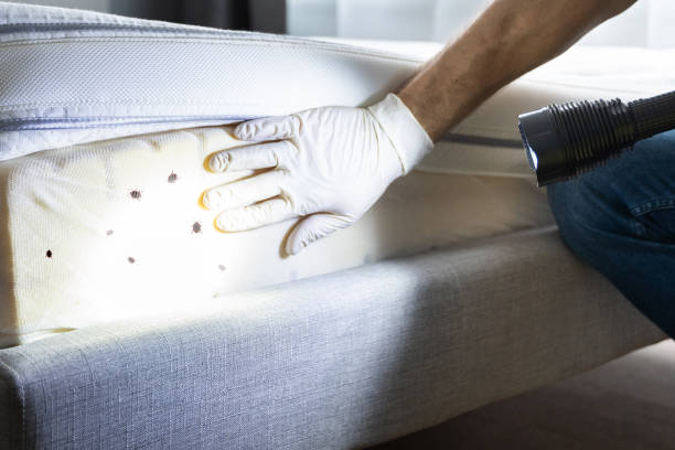 Best Flea Control Services  in New York, NY