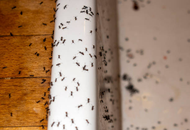Best Wasp Removal Services  in New York, NY
